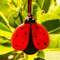 Lucky Little Ladybird